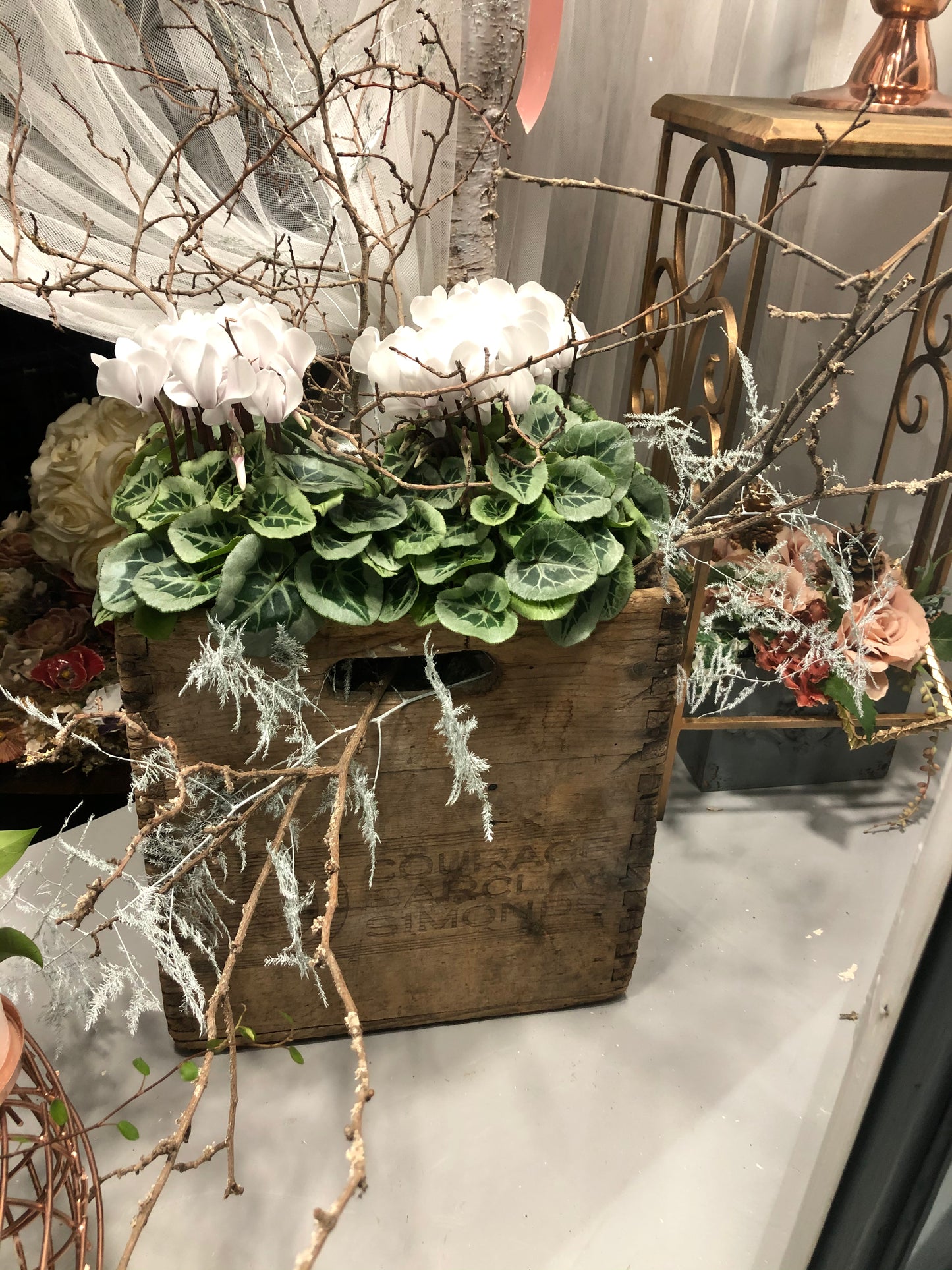 mum 17 Florist choice Plant .