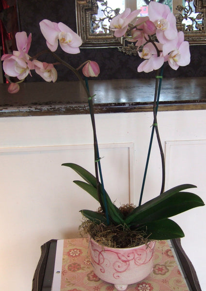 mum 15 Orchid Plant