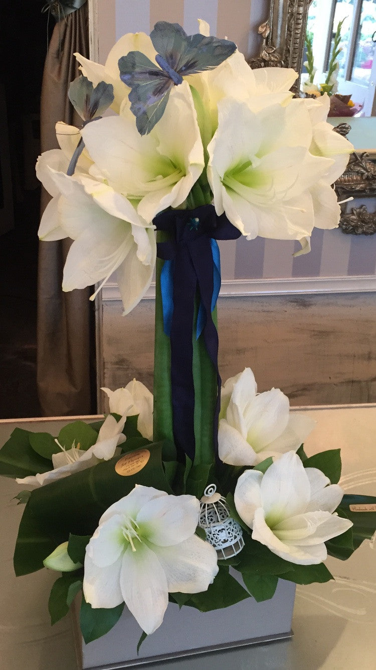 Boxed amaryllis arrangement