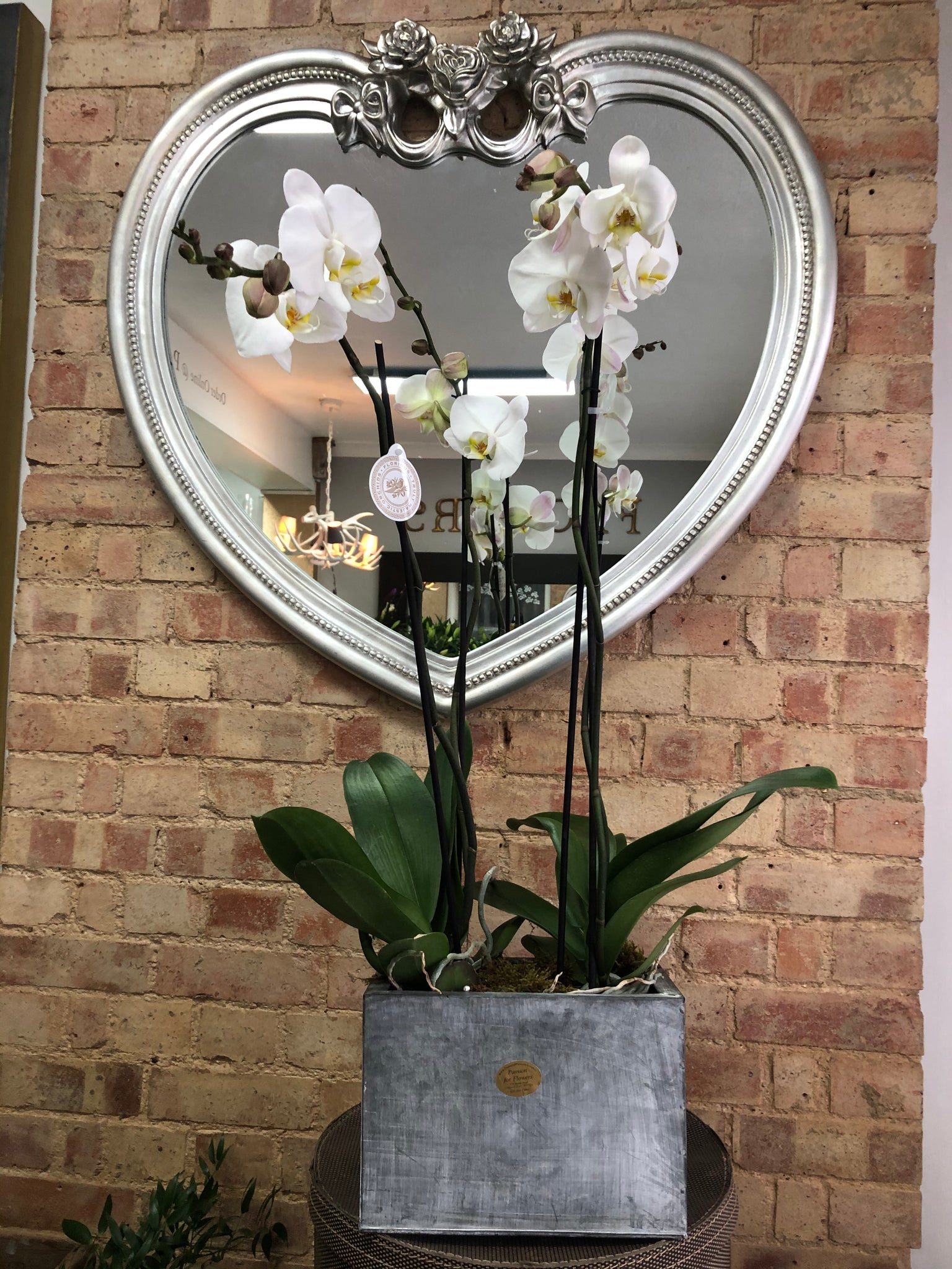 Extra Large potted orchid plant